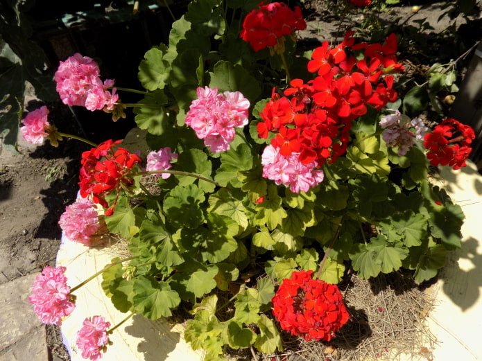 pélargonium dans un parterre de fleurs fait d’une roue