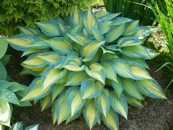 hosta bleu