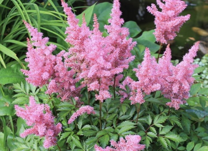 astilbe rose