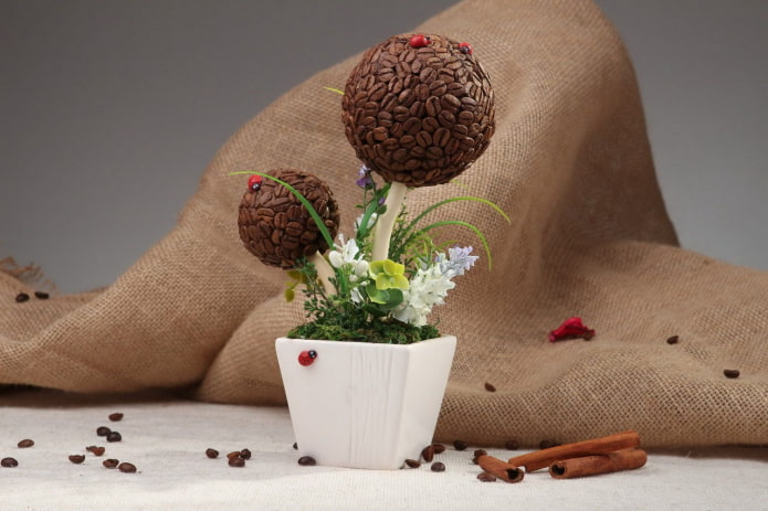 Double coffee tree