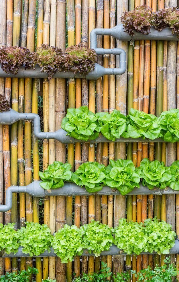 Verdure dans les tuyaux