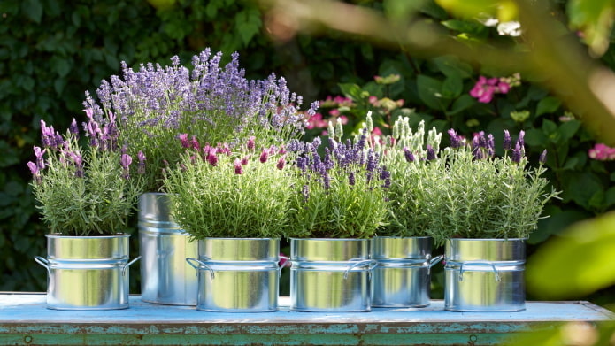 lavande en pot de fleurs en extérieur