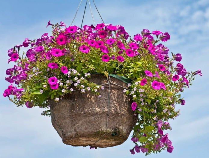 pétunia en pot de fleurs à l'extérieur