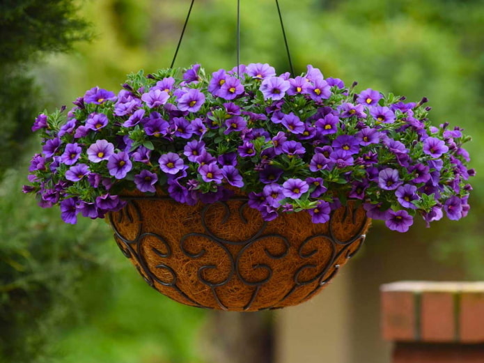 calibrachoa en pot à l'extérieur