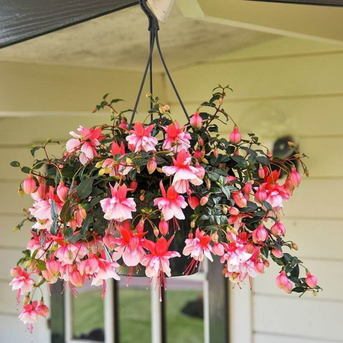 fuchsia en pot à l'extérieur
