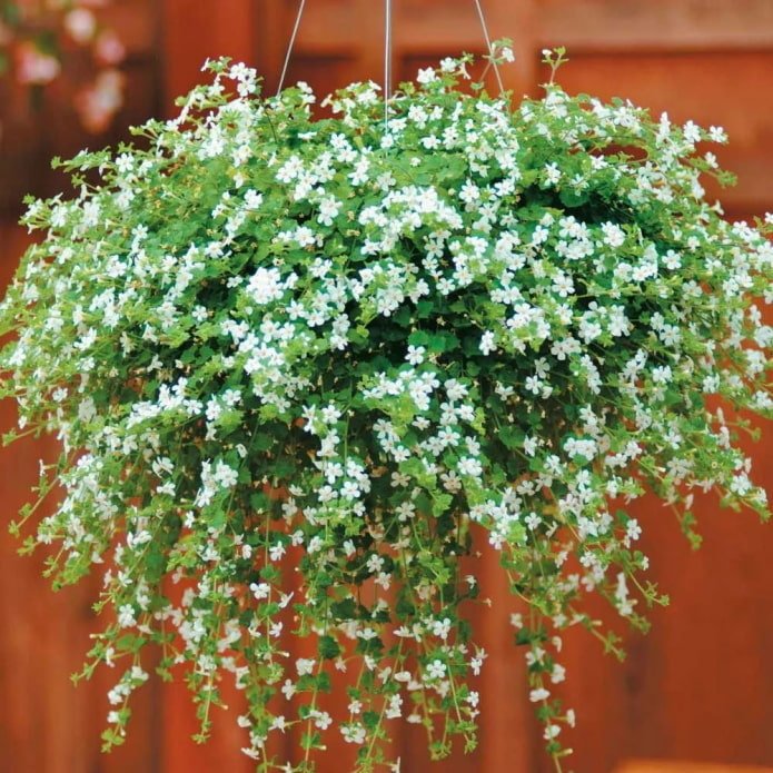 bacopa dans un pot de fleurs à l'extérieur