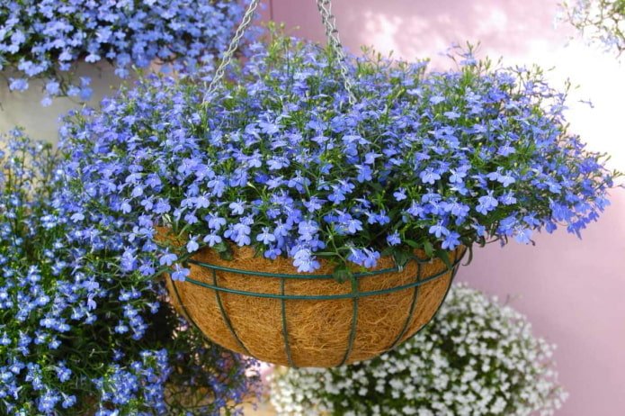 lobelia in an outdoor flowerpot