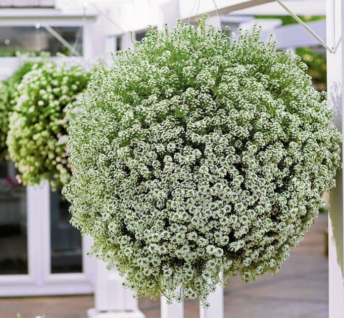 Alyssum in a flowerpot outdoors