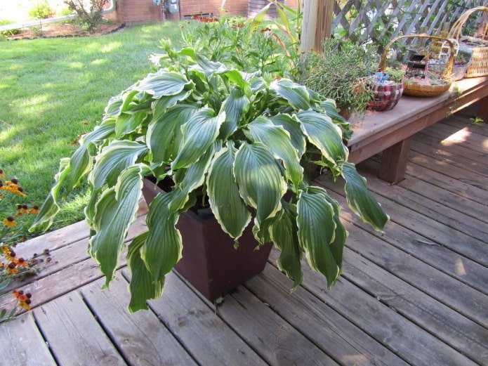hosta en pot extérieur