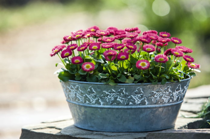 comment cultiver des marguerites