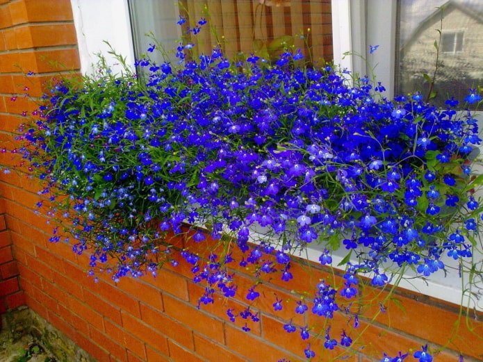 lobelia on the windowill