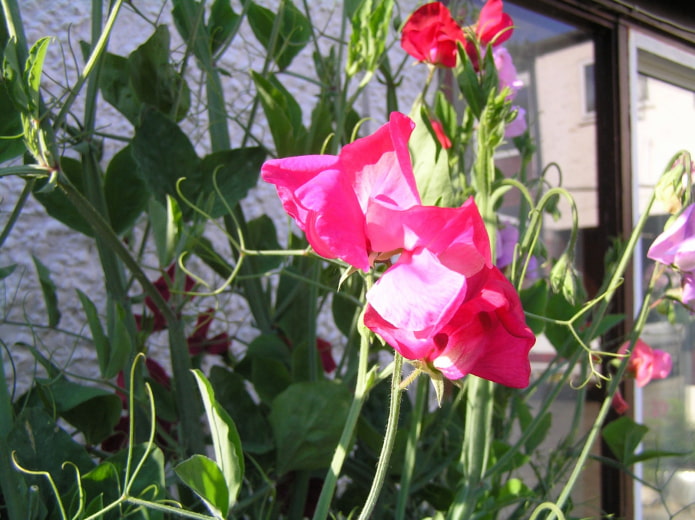 comment fleurit le pois de senteur