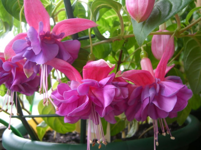 fleurs de fuchsia
