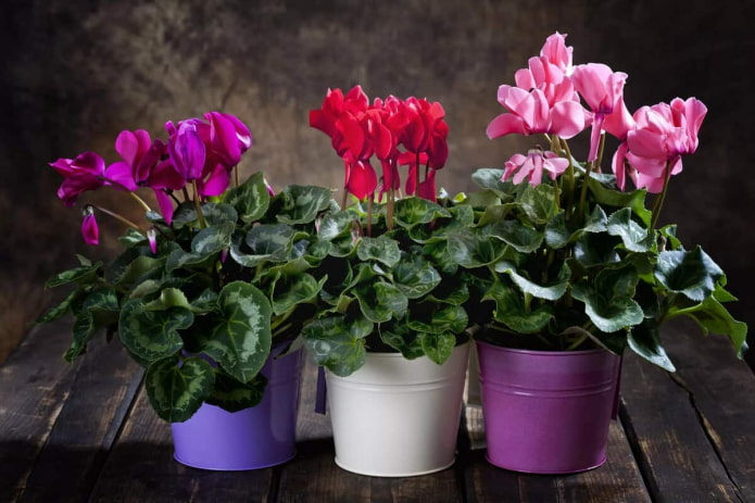variétés de cyclamen