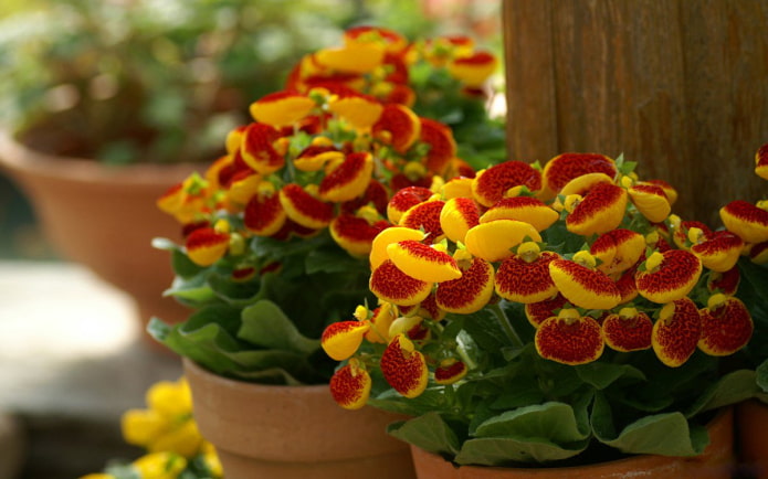 culture de calceolaria
