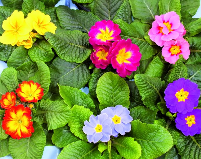 Nuances de fleurs de primevère
