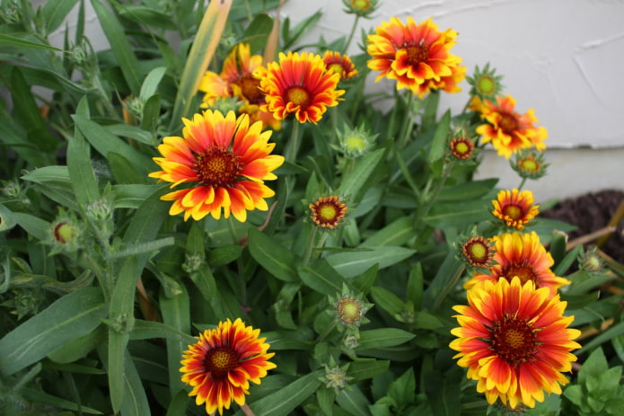 Plantes pour un balcon sud
