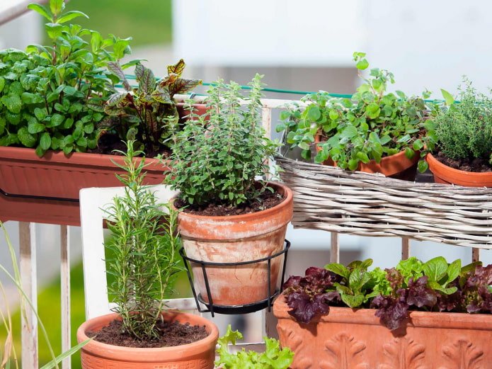Herbes aromatiques d'intérieur en pot