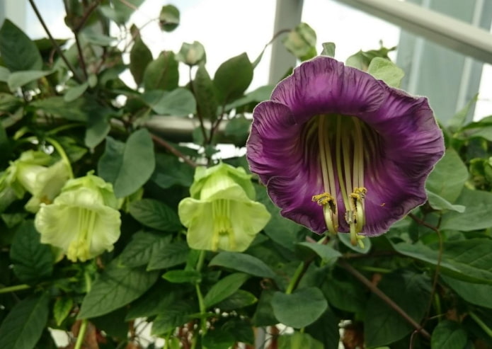 fleur de kobeya