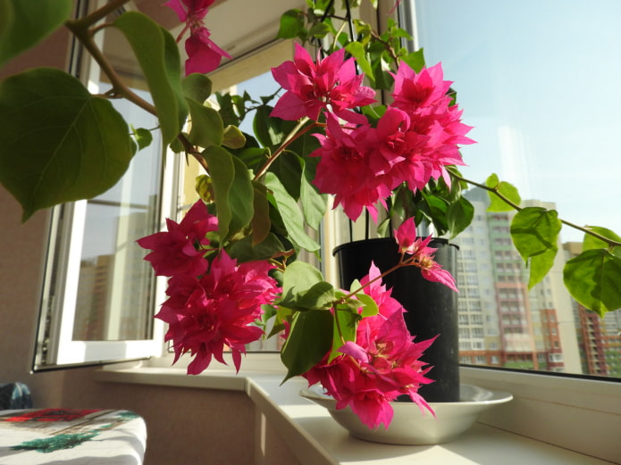 bougainvillier d'intérieur
