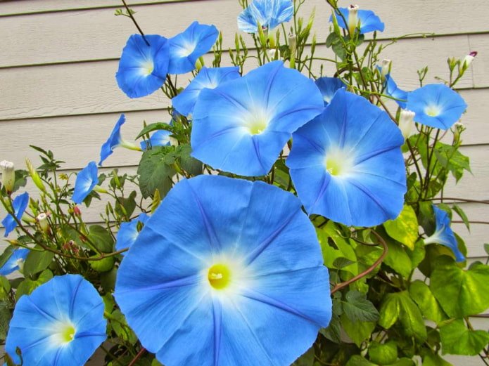 ipomée bleue