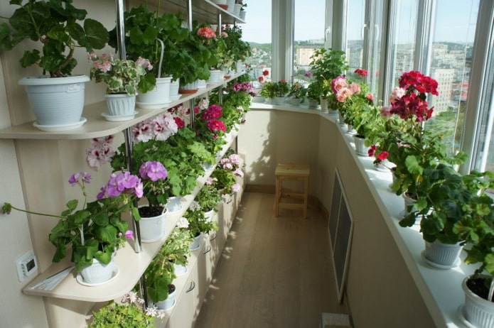 étagères à fleurs sur le balcon