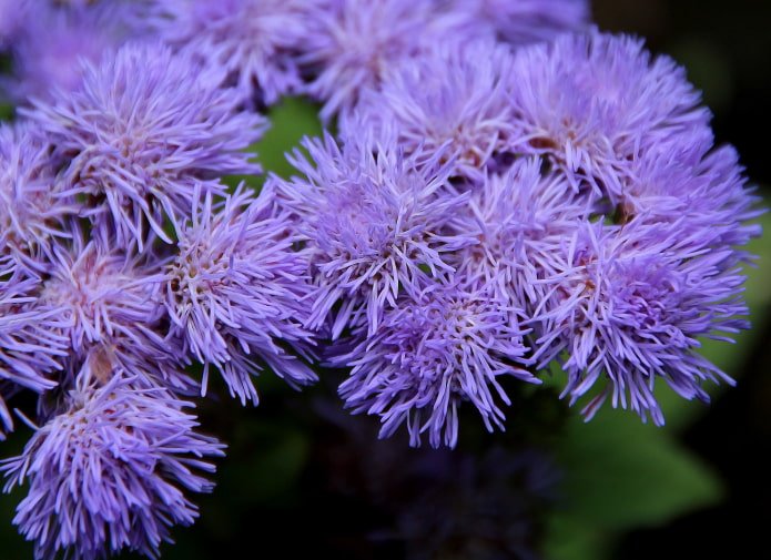 comment fleurit l'ageratum