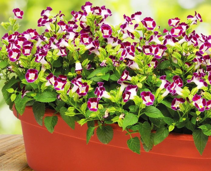 Annuelle pour balcon