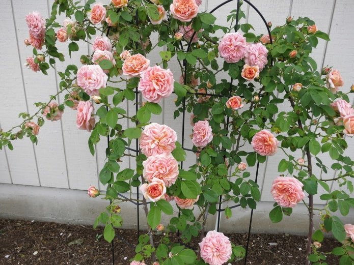Plante vivace pour la loggia