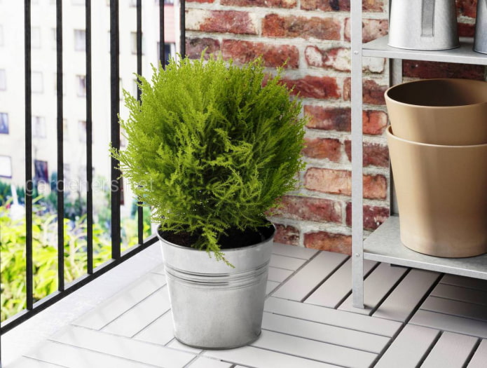 conifère pour le balcon