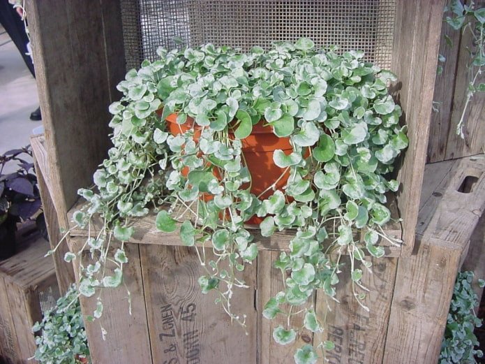 plante retombante pour le balcon