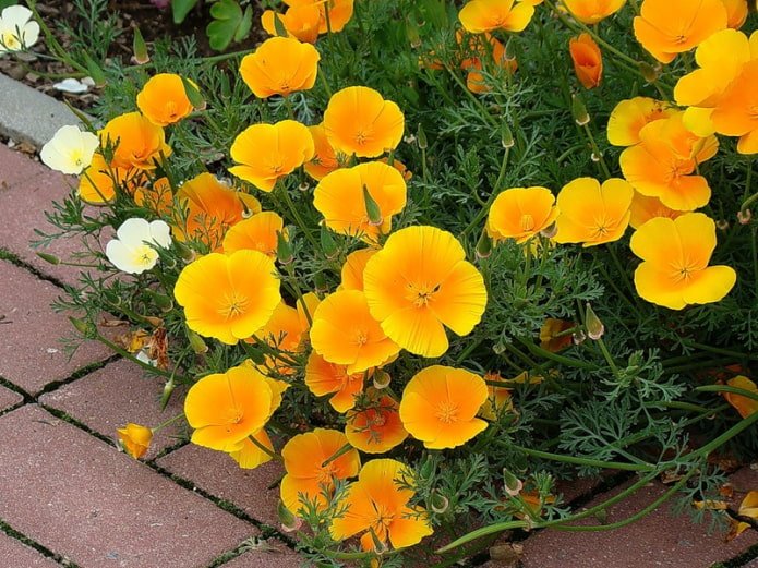 Eshscholzia