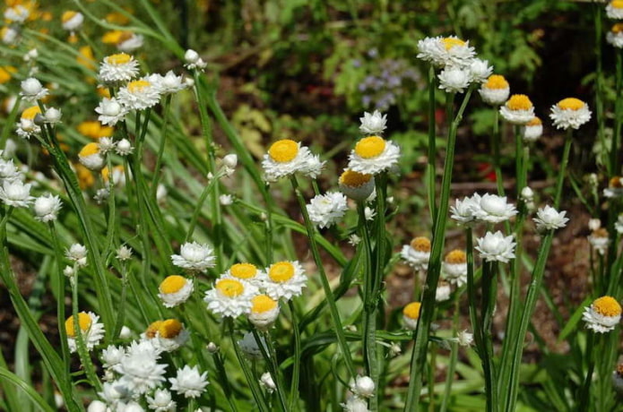 chamomile