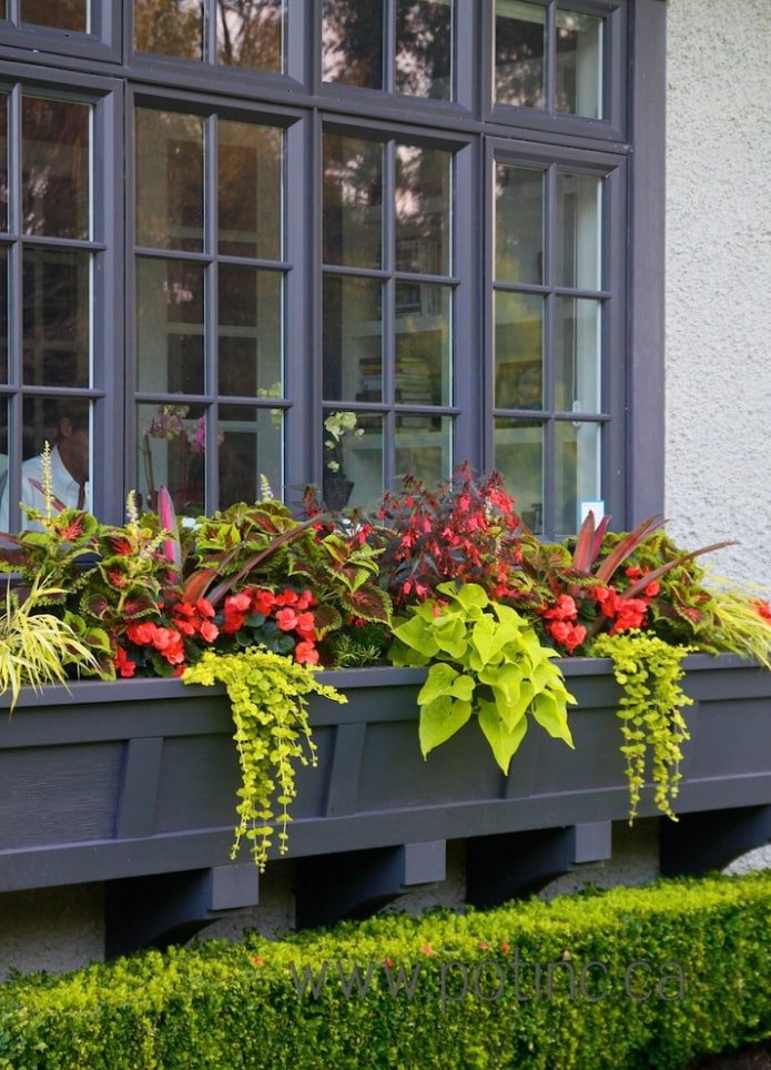 fleurs à l'extérieur de la fenêtre
