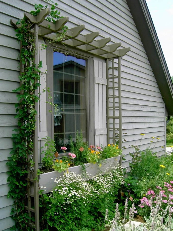 pergola autour de la fenêtre