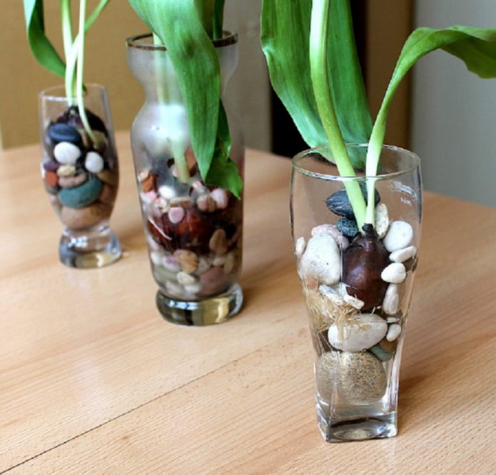 Forcer les tulipes dans de l'hydrogel