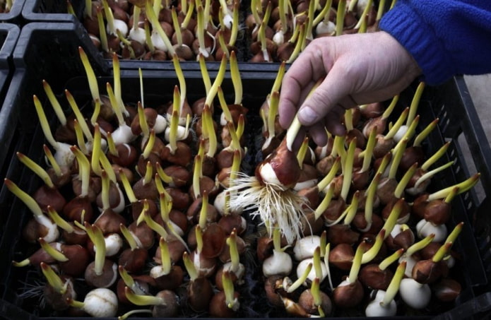 bulbes de tulipes à forcer