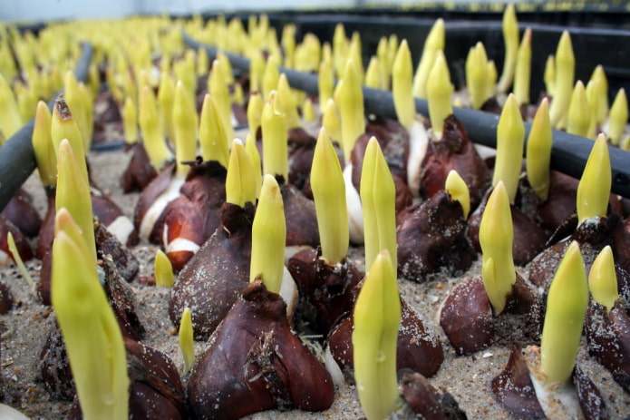 pousses de tulipes