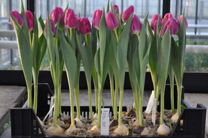 tulipes fleuries après forçage