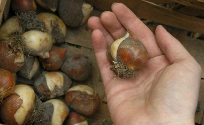 bon bulbe de tulipe