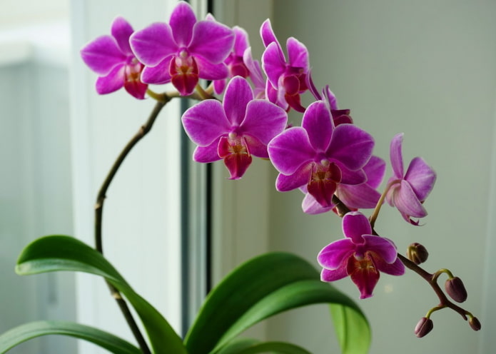 feuilles d'orchidées