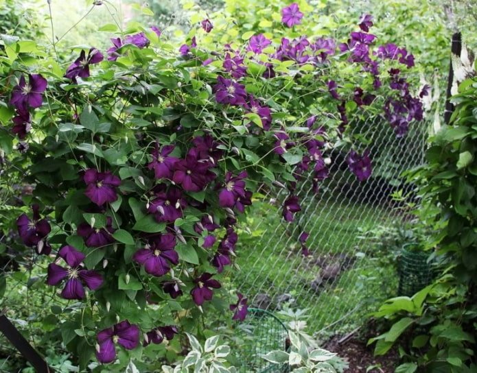 fleurs sur une clôture grillagée