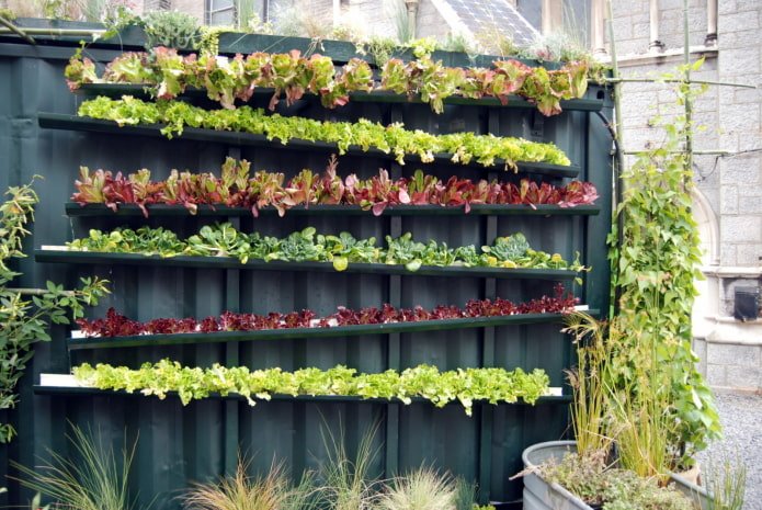 Jardin et potager sur la clôture