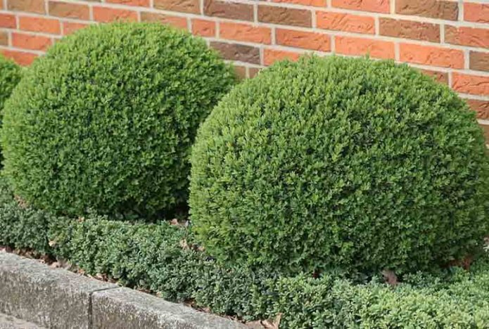 boxwood