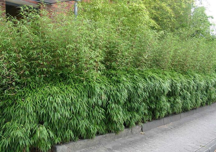 bamboo