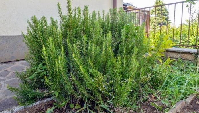 rosemary