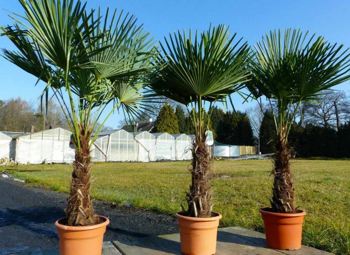 Trachycarpus