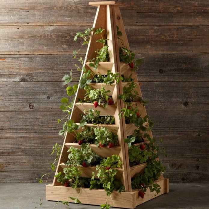 Fraises dans un parterre vertical