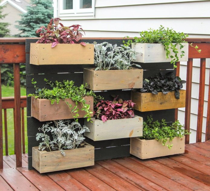 Plantes décoratives en boîtes