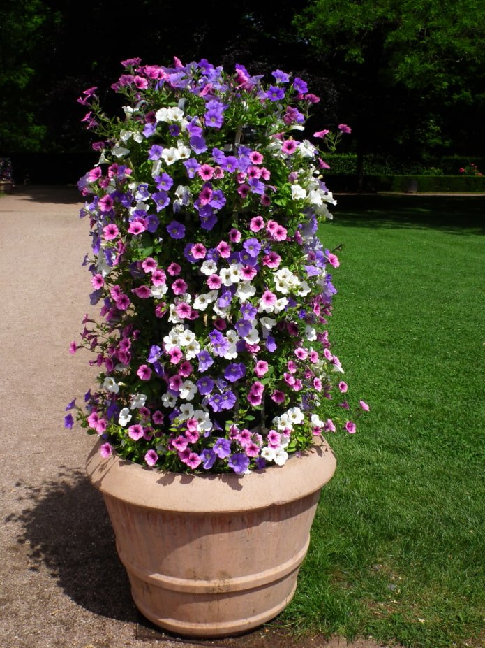 Parterre de fleurs vertical